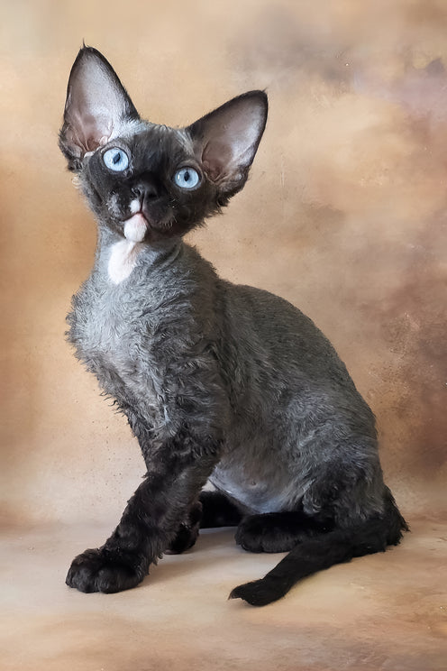 Indigo | Devon Rex Kitten