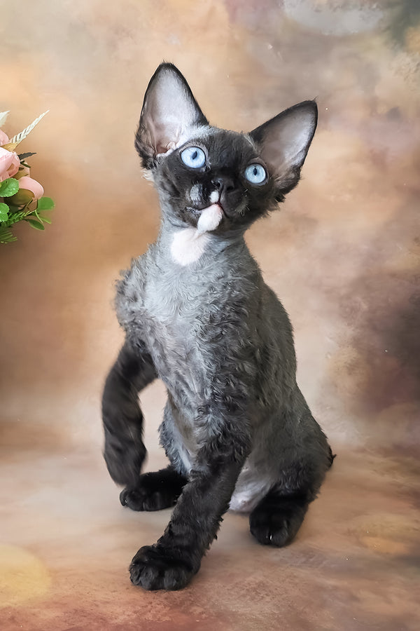 Indigo | Devon Rex Kitten