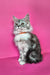 Isadora | Maine Coon Kitten