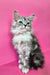 Isadora | Maine Coon Kitten
