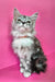 Isadora | Maine Coon Kitten