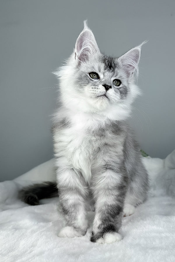 Ivson | Maine Coon Kitten