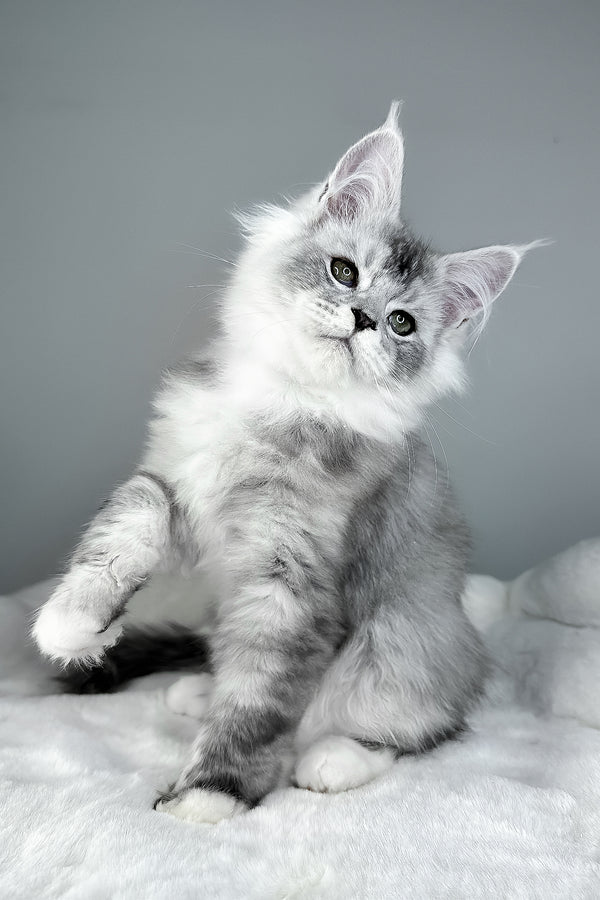 Ivson | Maine Coon Kitten