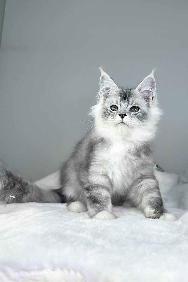 Ivson | Maine Coon Kitten