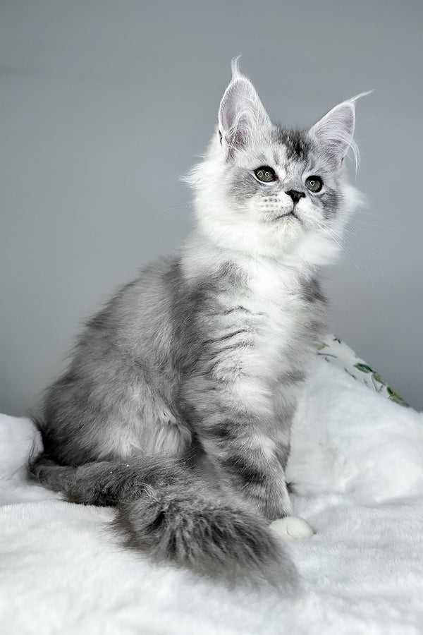 Ivson | Maine Coon Kitten