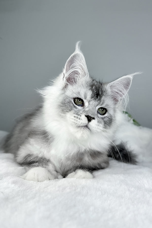 Ivson | Maine Coon Kitten