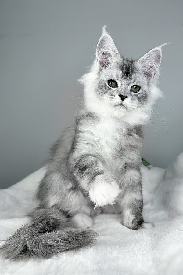 Ivson | Maine Coon Kitten