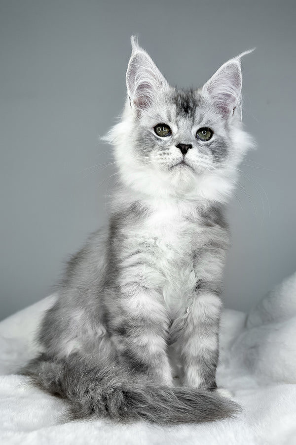 Ivson | Maine Coon Kitten