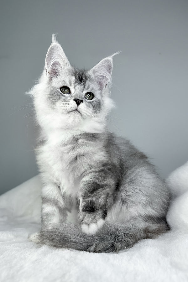 Ivson | Maine Coon Kitten