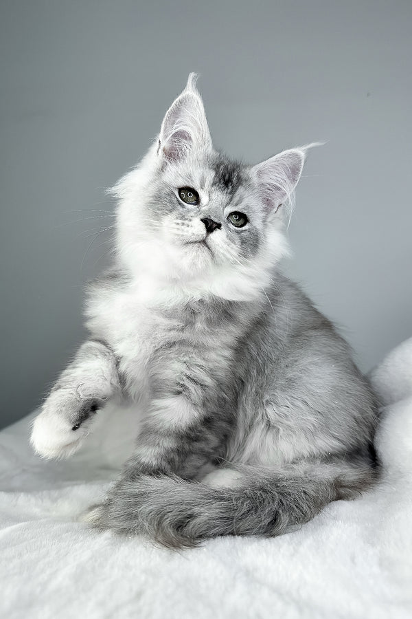Ivson | Maine Coon Kitten