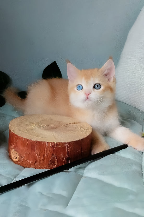 Izium | Scottish Straight Kitten