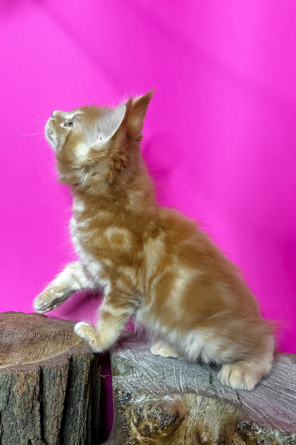 Jax | Maine Coon Kitten
