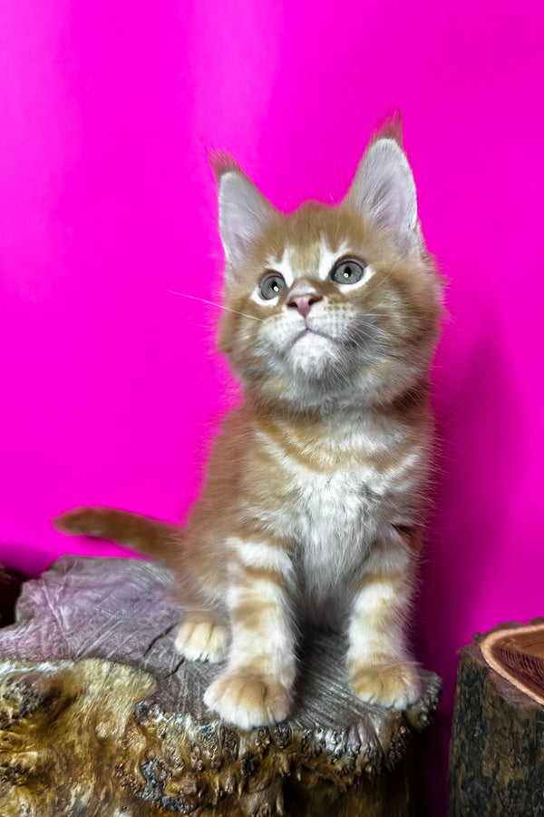 Jax | Maine Coon Kitten