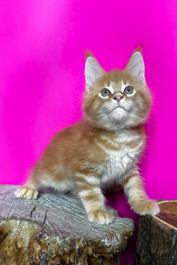 Jax | Maine Coon Kitten