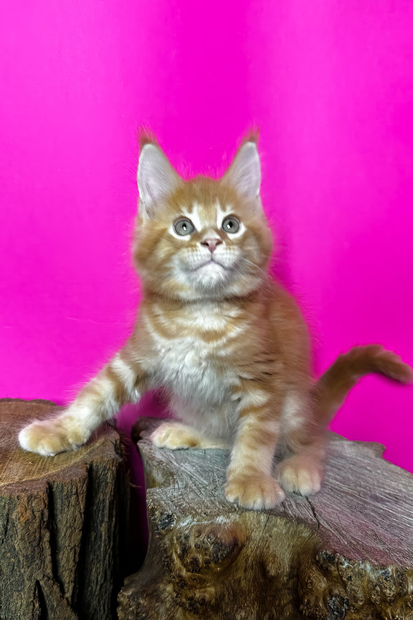 Jax | Maine Coon Kitten