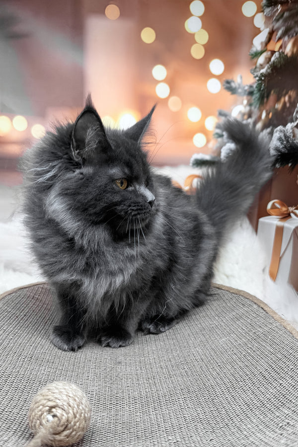 Jenna | Maine Coon Kitten