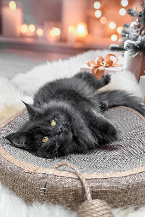 Jenna | Maine Coon Kitten