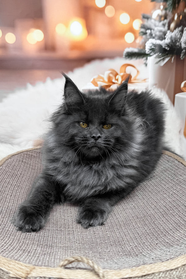 Jenna | Maine Coon Kitten