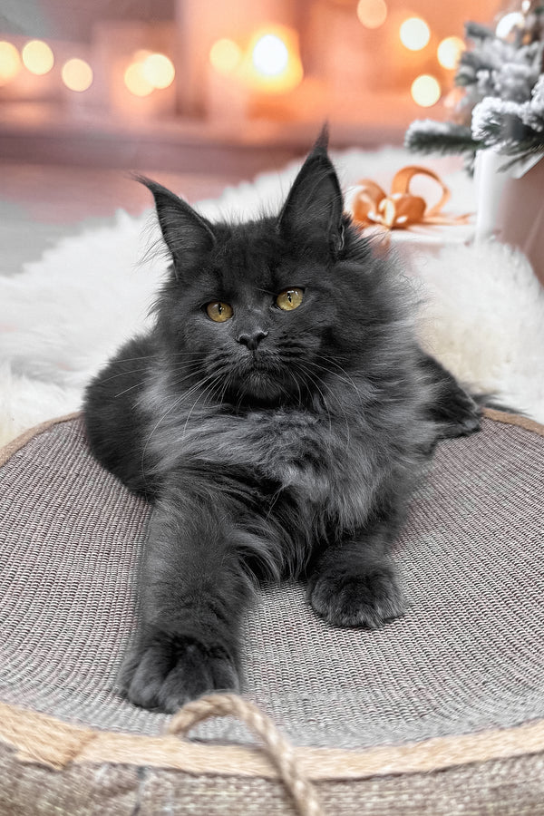 Jenna | Maine Coon Kitten