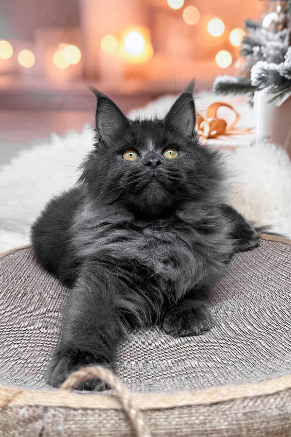 Jenna | Maine Coon Kitten