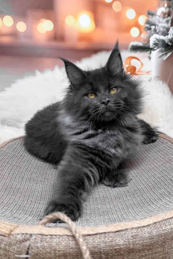 Jenna | Maine Coon Kitten