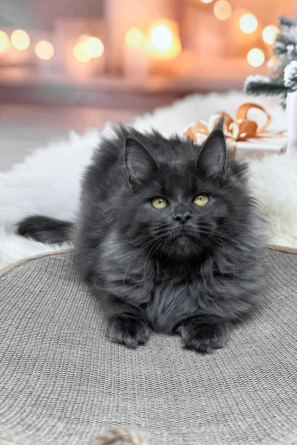 Jenna | Maine Coon Kitten