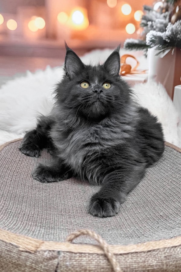 Jenna | Maine Coon Kitten