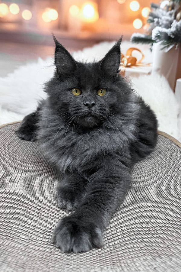 Jenna | Maine Coon Kitten