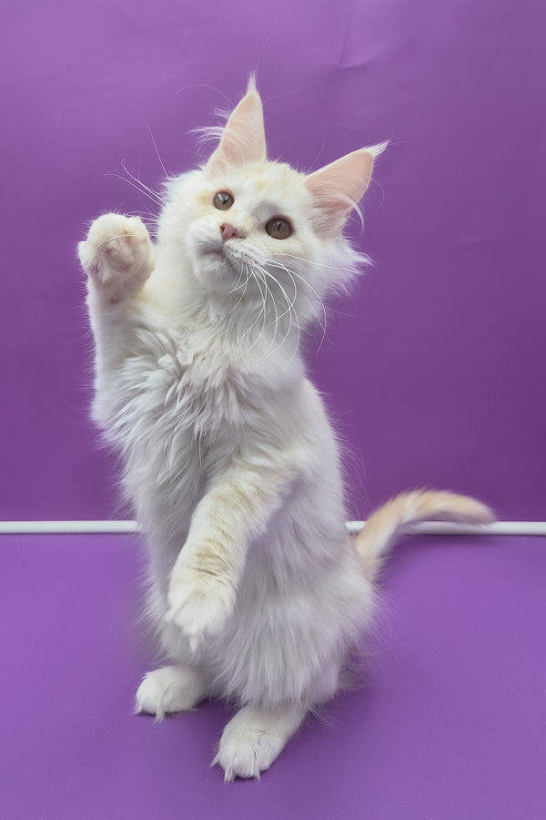 Jenny | Maine Coon Kitten