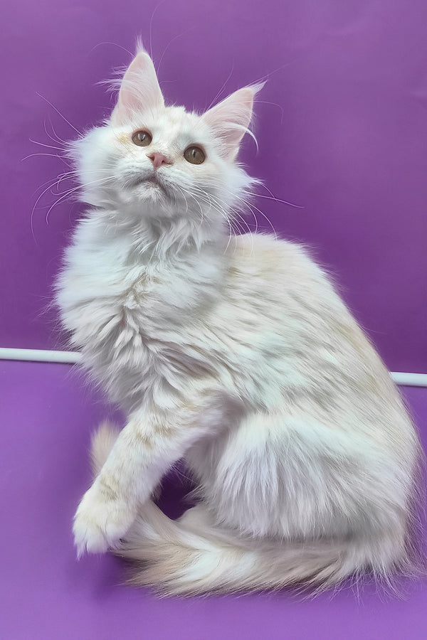 Jenny | Maine Coon Kitten