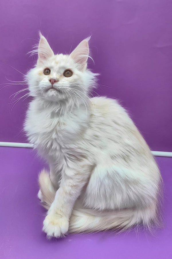 Jenny | Maine Coon Kitten