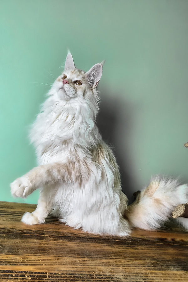 Joly | Maine Coon Kitten