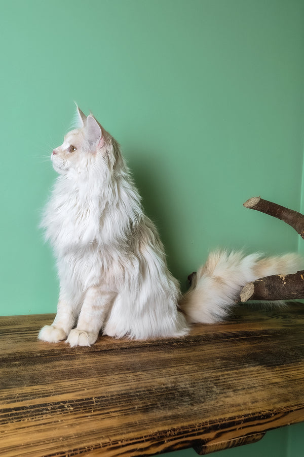 Joly | Maine Coon Kitten
