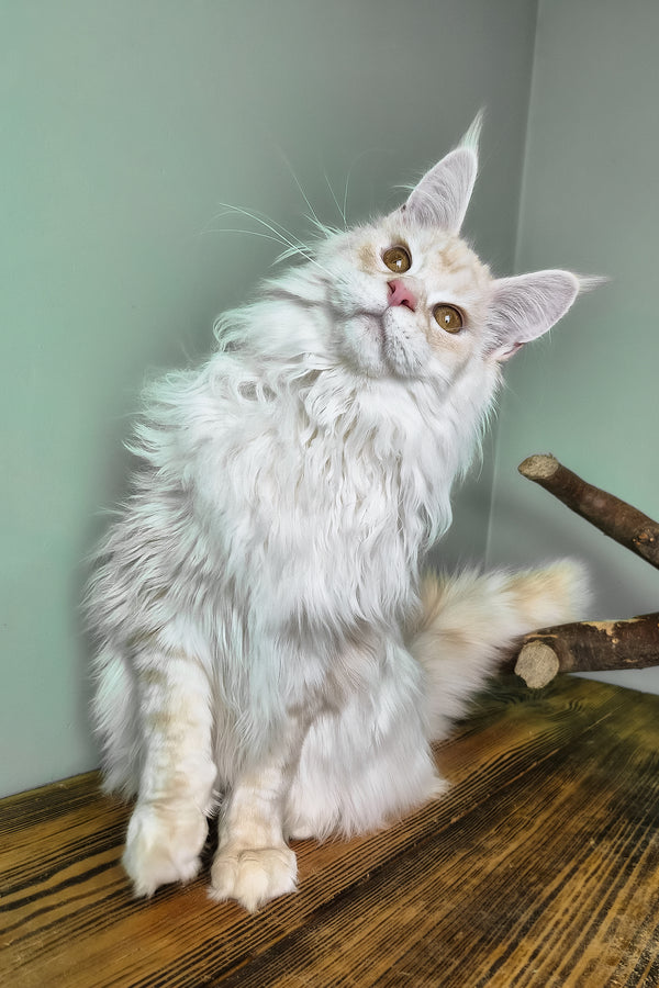 Joly | Maine Coon Kitten