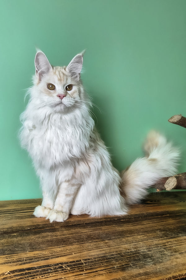Joly | Maine Coon Kitten