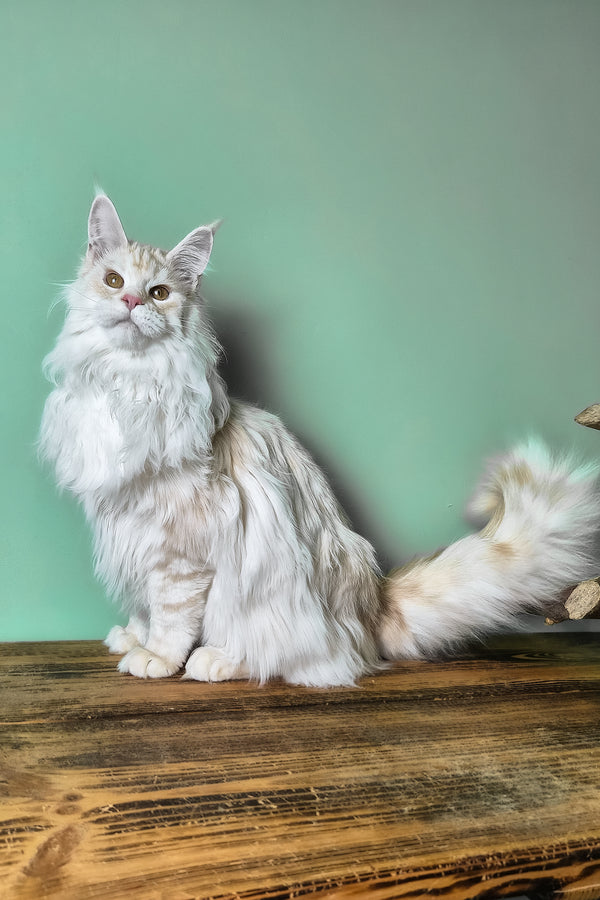 Joly | Maine Coon Kitten