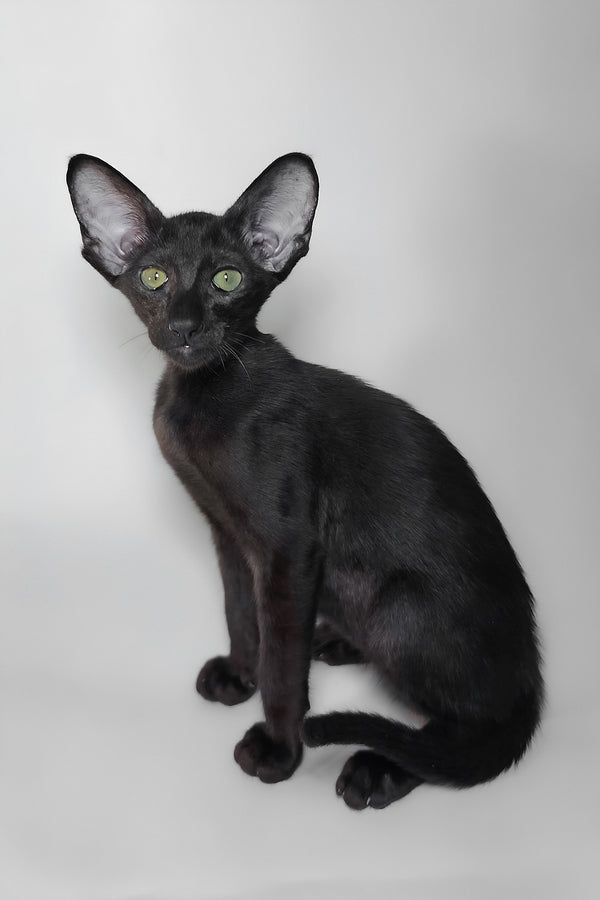 Juno | Oriental Shorthair Kitten