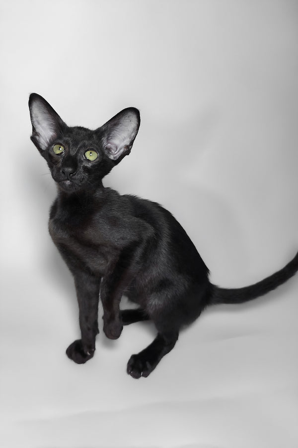 Juno | Oriental Shorthair Kitten