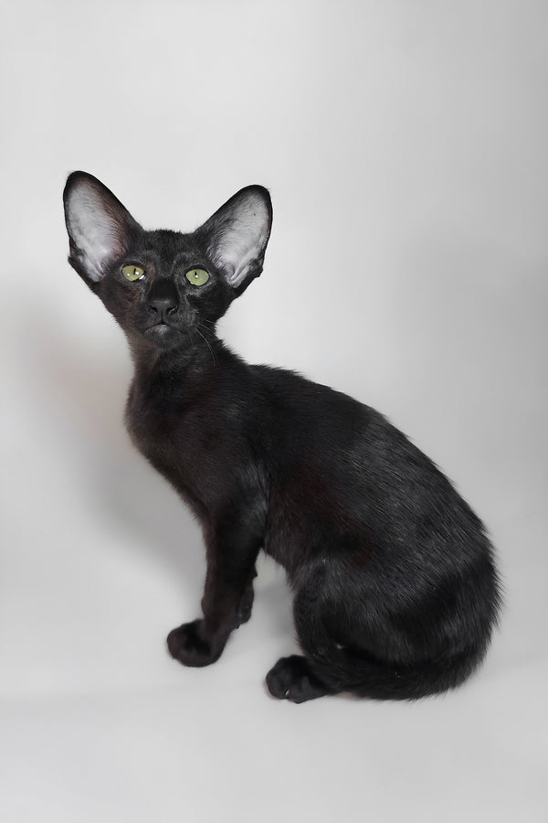 Juno | Oriental Shorthair Kitten