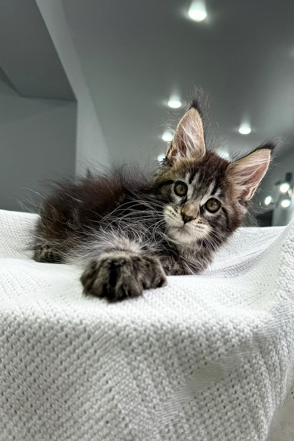 Kalifa | Polydactyl Maine Coon