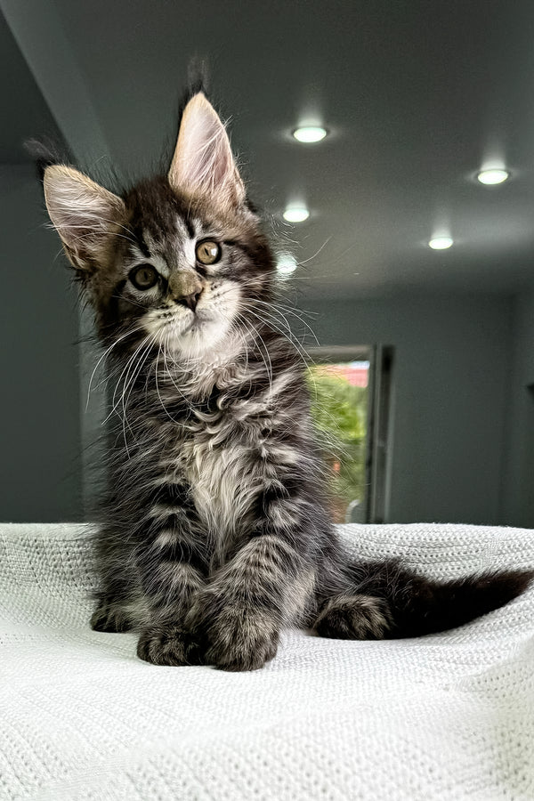 Kalifa | Polydactyl Maine Coon