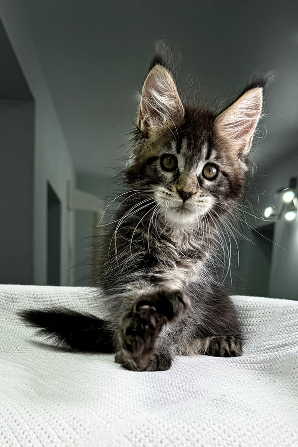 Kalifa | Polydactyl Maine Coon