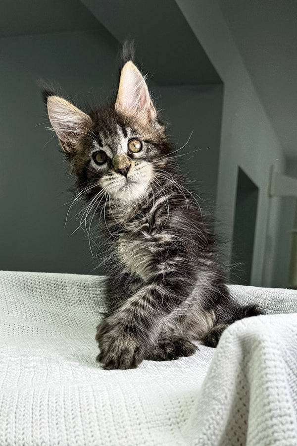 Kalifa | Polydactyl Maine Coon