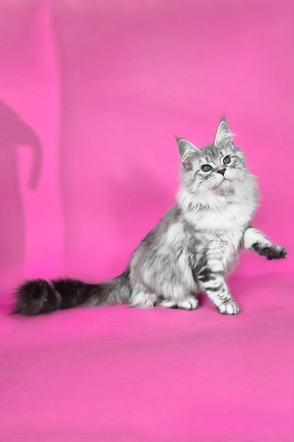 Keli | Maine Coon Kitten