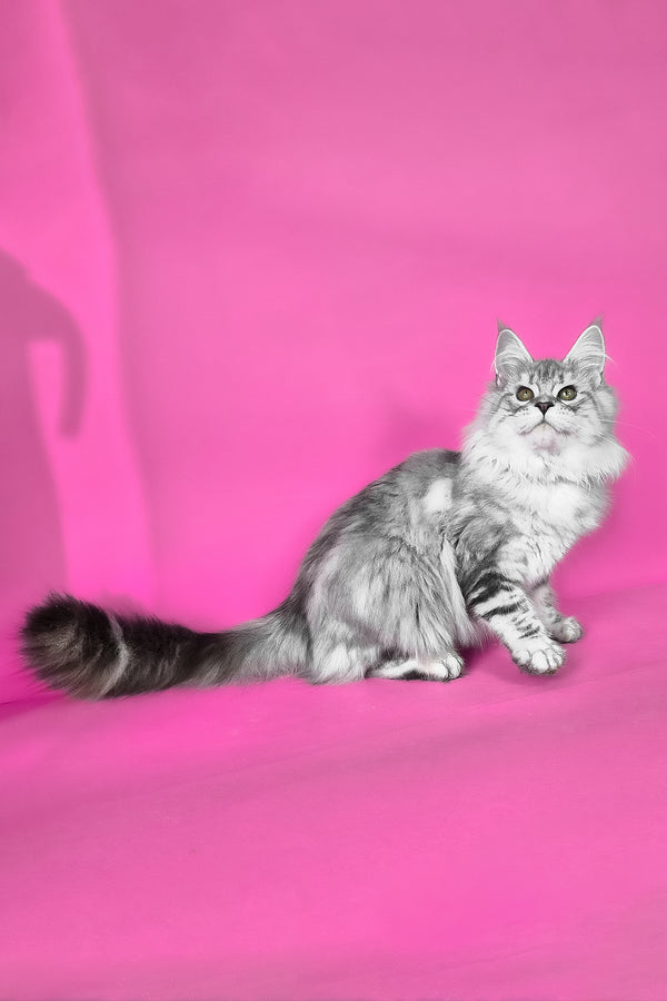 Keli | Maine Coon Kitten