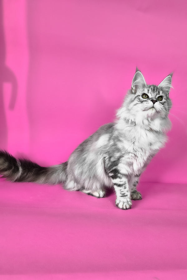 Keli | Maine Coon Kitten