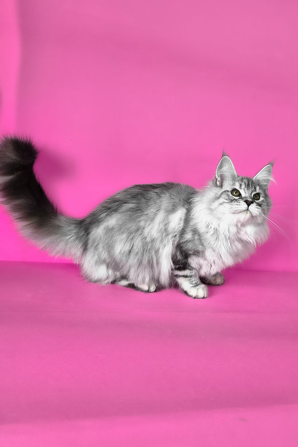 Keli | Maine Coon Kitten