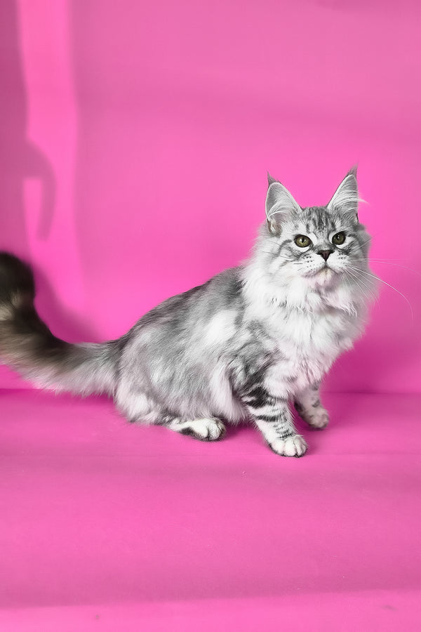 Keli | Maine Coon Kitten