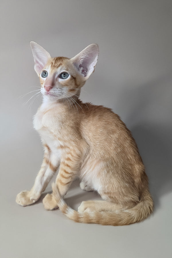 Khepri | Oriental Shorthair Kitten