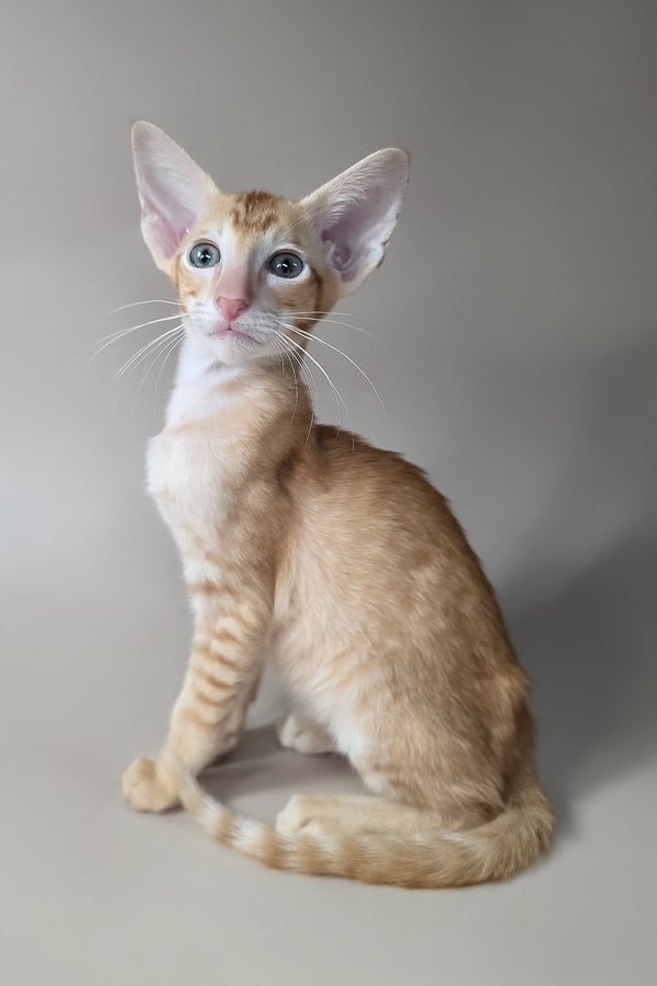 Khepri | Oriental Shorthair Kitten